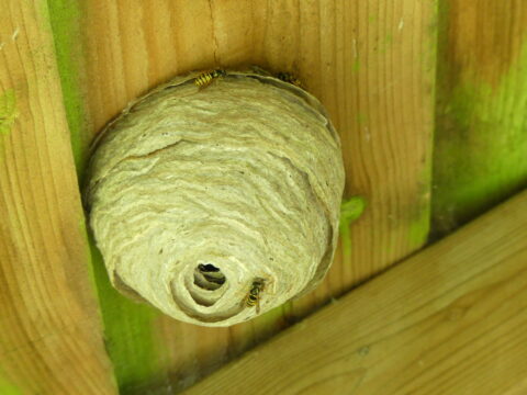 Wespennest op houten plafond met zichtbare wespen rondom de opening.