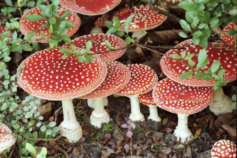Rode vliegenzwammen met witte stippen groeien tussen groene bladeren.