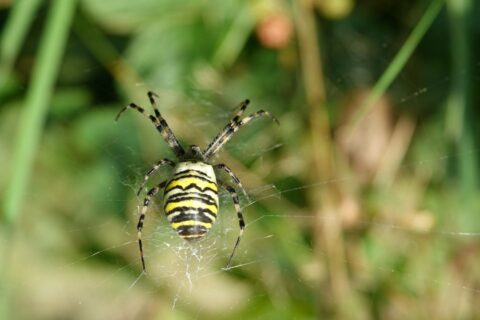 Gele en zwarte spin op een web in een groene tuinomgeving.
