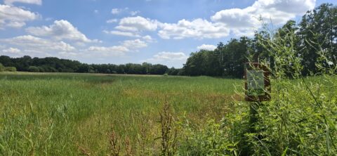 Weids groen veld onder een blauwe hemel met enkele wolken, rechts een bord omgeven door struiken.