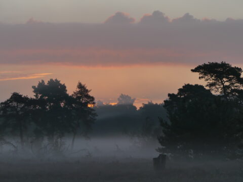 Misty zonsopgang over een bos met silhouetten van bomen en een heldere lucht.