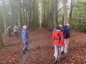 Groep wandelaars in herfstbos met pad omgeven door hoge, rechte bomen.