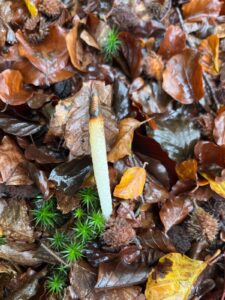 Witte paddenstoel tussen herfstbladeren en mos op de bosgrond.