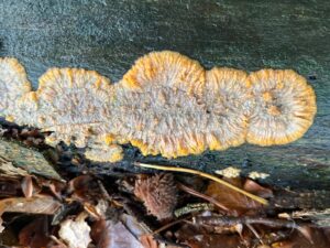 Oranje-bruin zwam op vochtig hout met bladeren eromheen in een bosachtige omgeving.