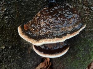 Paddenstoel met donkere, glanzende hoed op boomstam in een bosrijke omgeving.