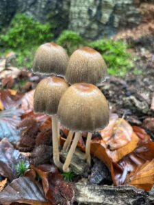 Bruine paddenstoelen groeien op vochtige grond, omgeven door herfstbladeren en mos.