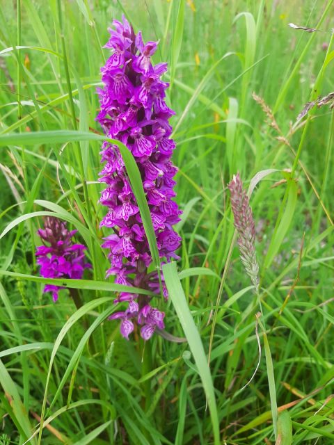 Paarse orchideeënbloem tussen groene grassen in de natuur.