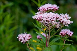 Roze bloemen met wollige bloemblaadjes tegen een groene, natuurlijke achtergrond.