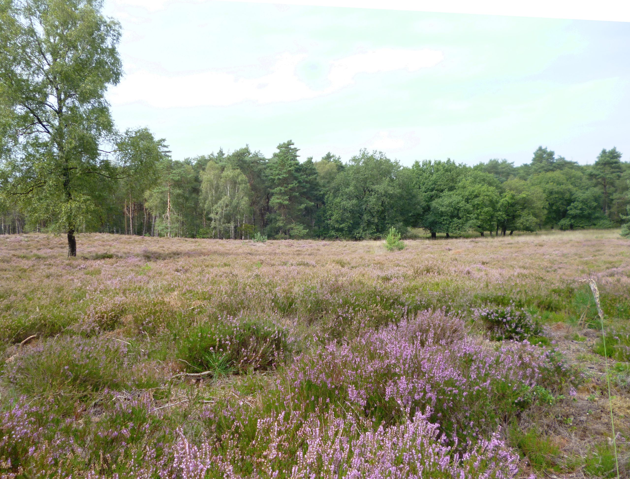 Mennorode heide