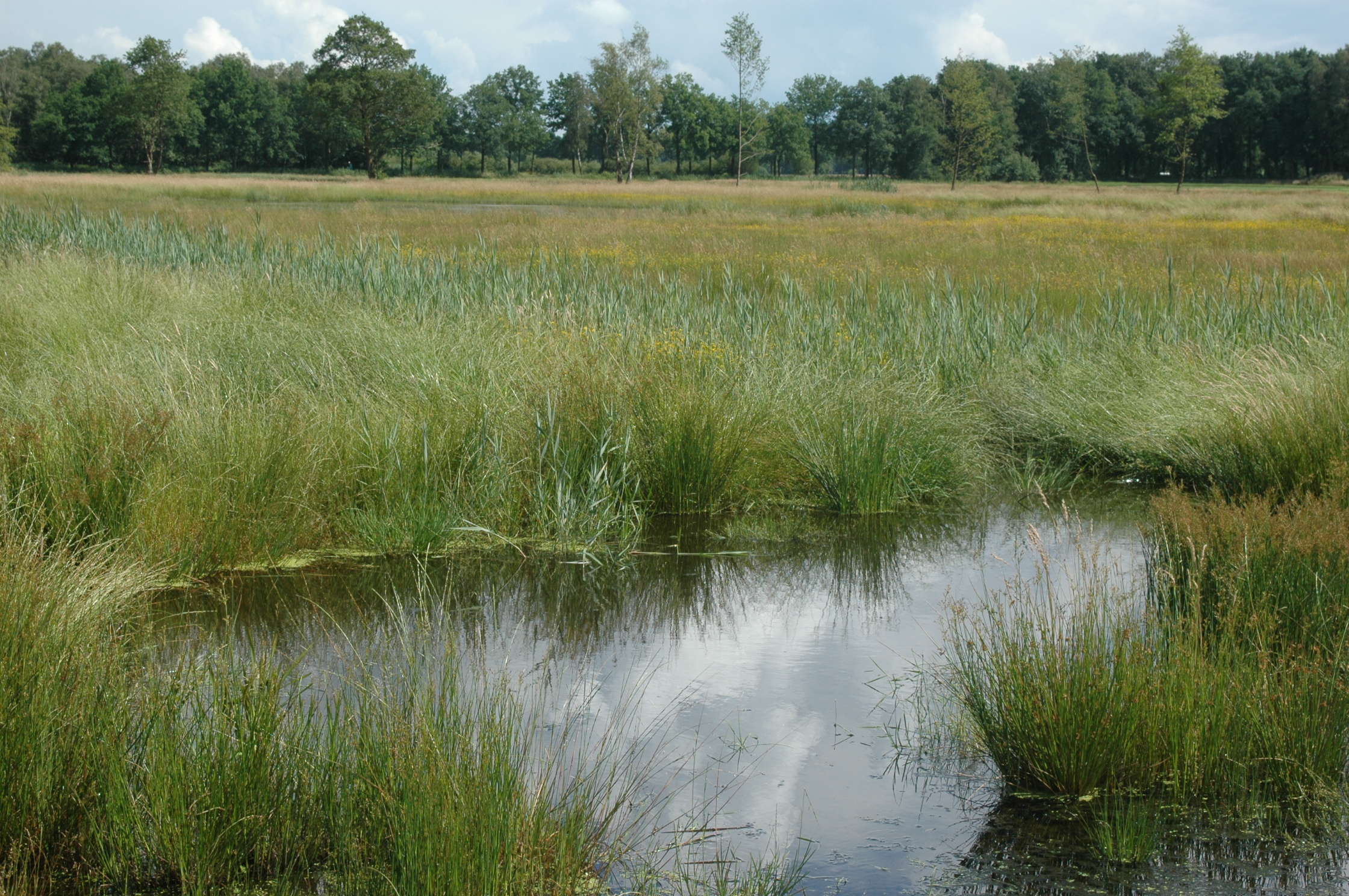 Moeraslandschap met graslanden en bomen op de achtergrond onder bewolkte lucht.