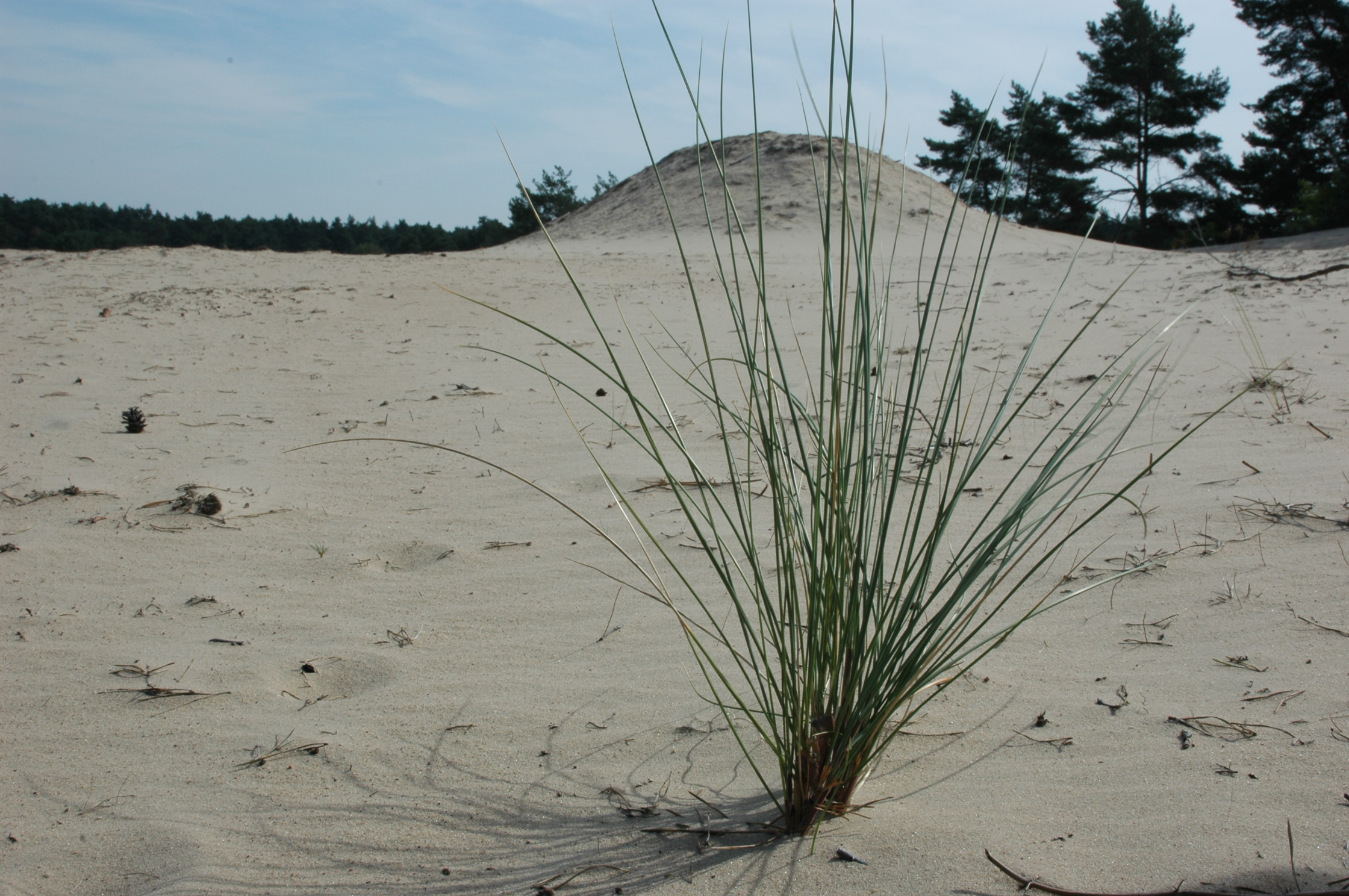 helmgras zandverstuiving