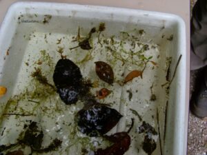 bak met waterbeestjes