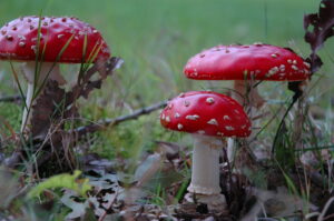 vliegenzwammen jong