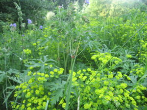 Natuurtuin Harderwijk