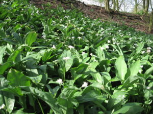 daslook natuurtuin harderwijk