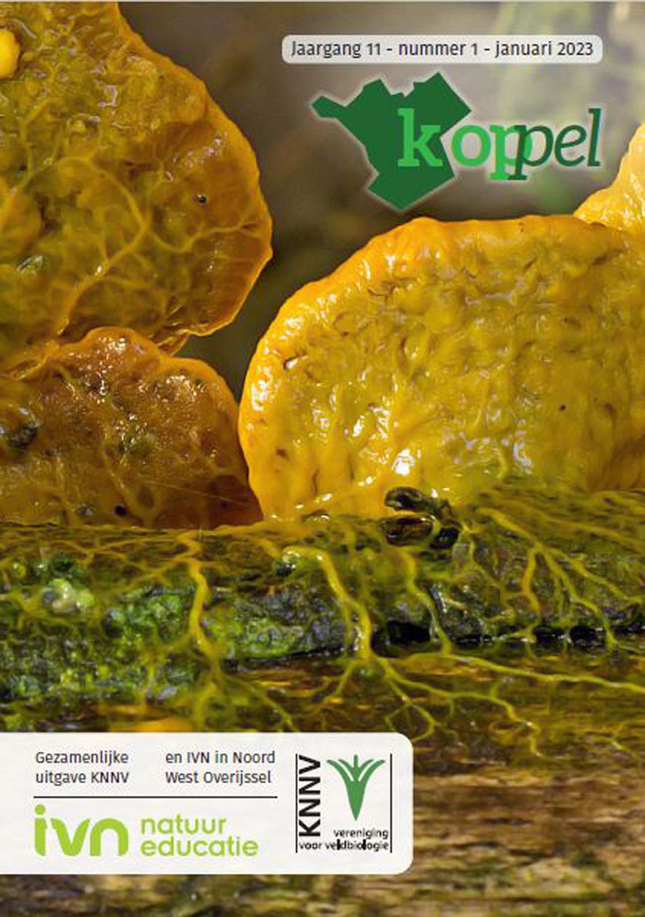 Omslag van een natuurmagazine met gele schimmels en logo’s van IVN en KNNV.
