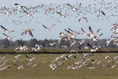 Per auto vogels spotten in het Lauwersmeergebied