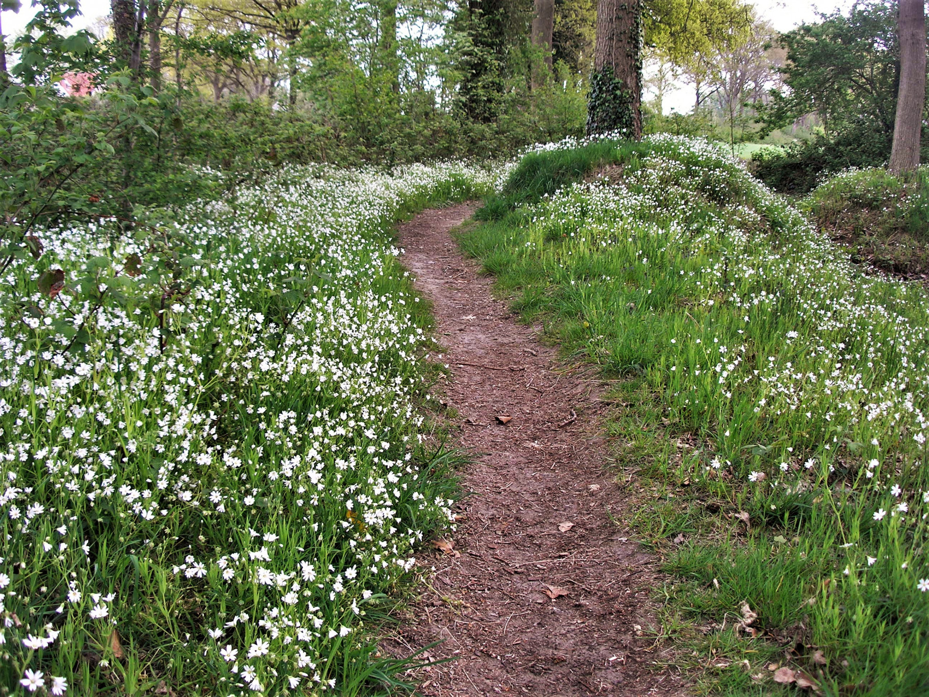 Excursie houtwallen Steenwijkerwold