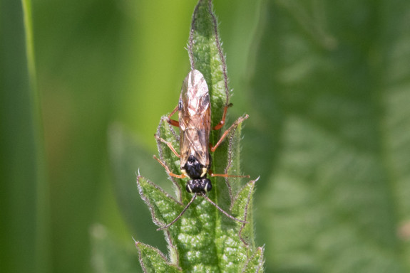 Aglaostigma aucupariae