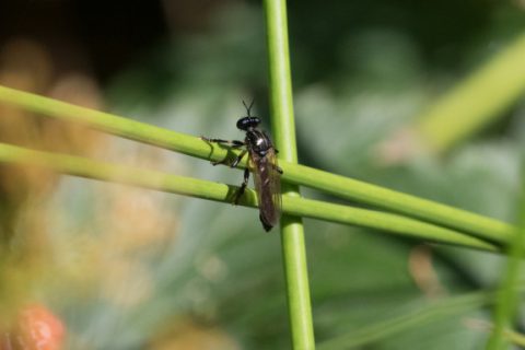 glimmende_bladjager_2