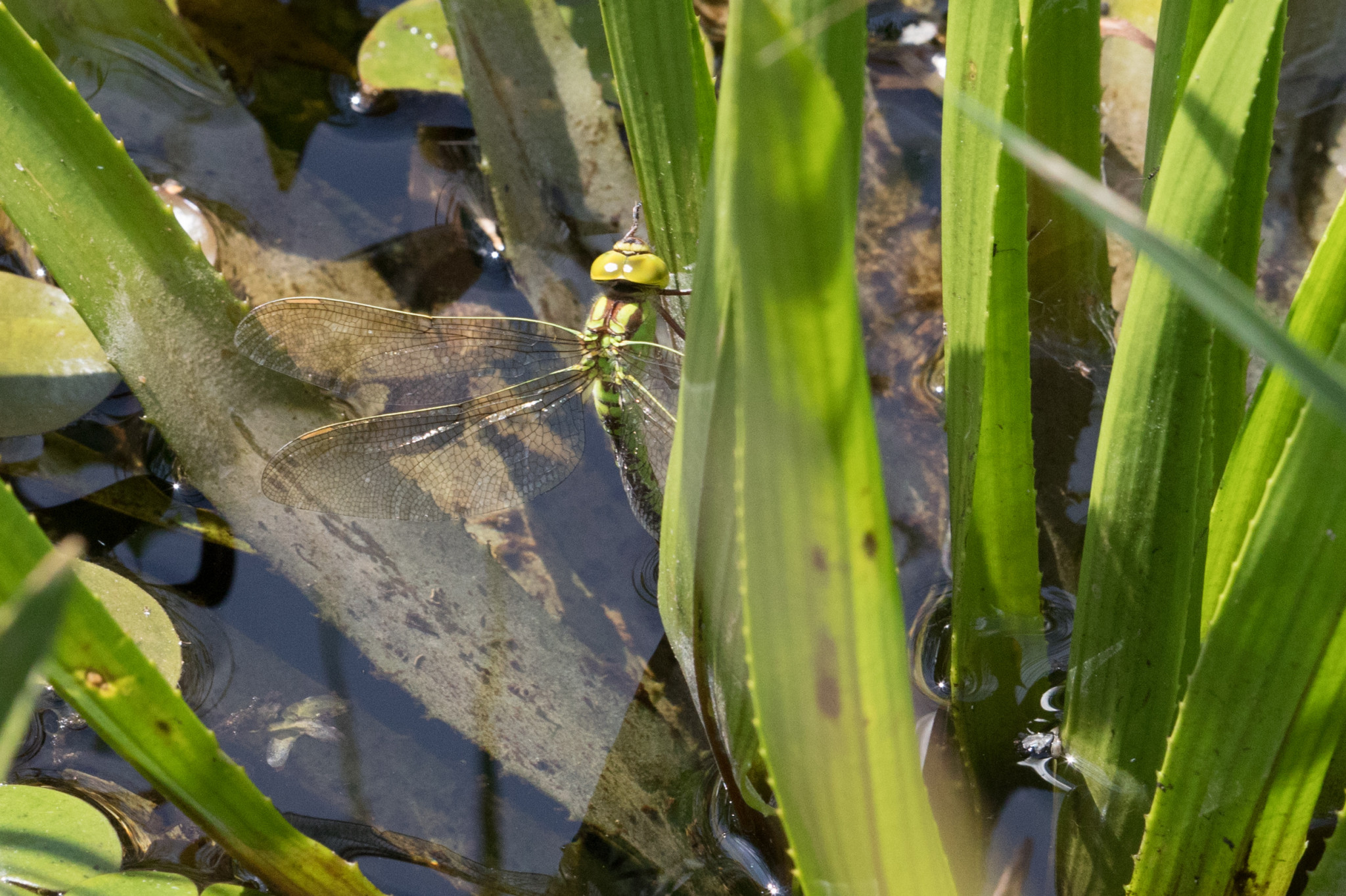 Insect in de spotlight: een groenblauwe libel