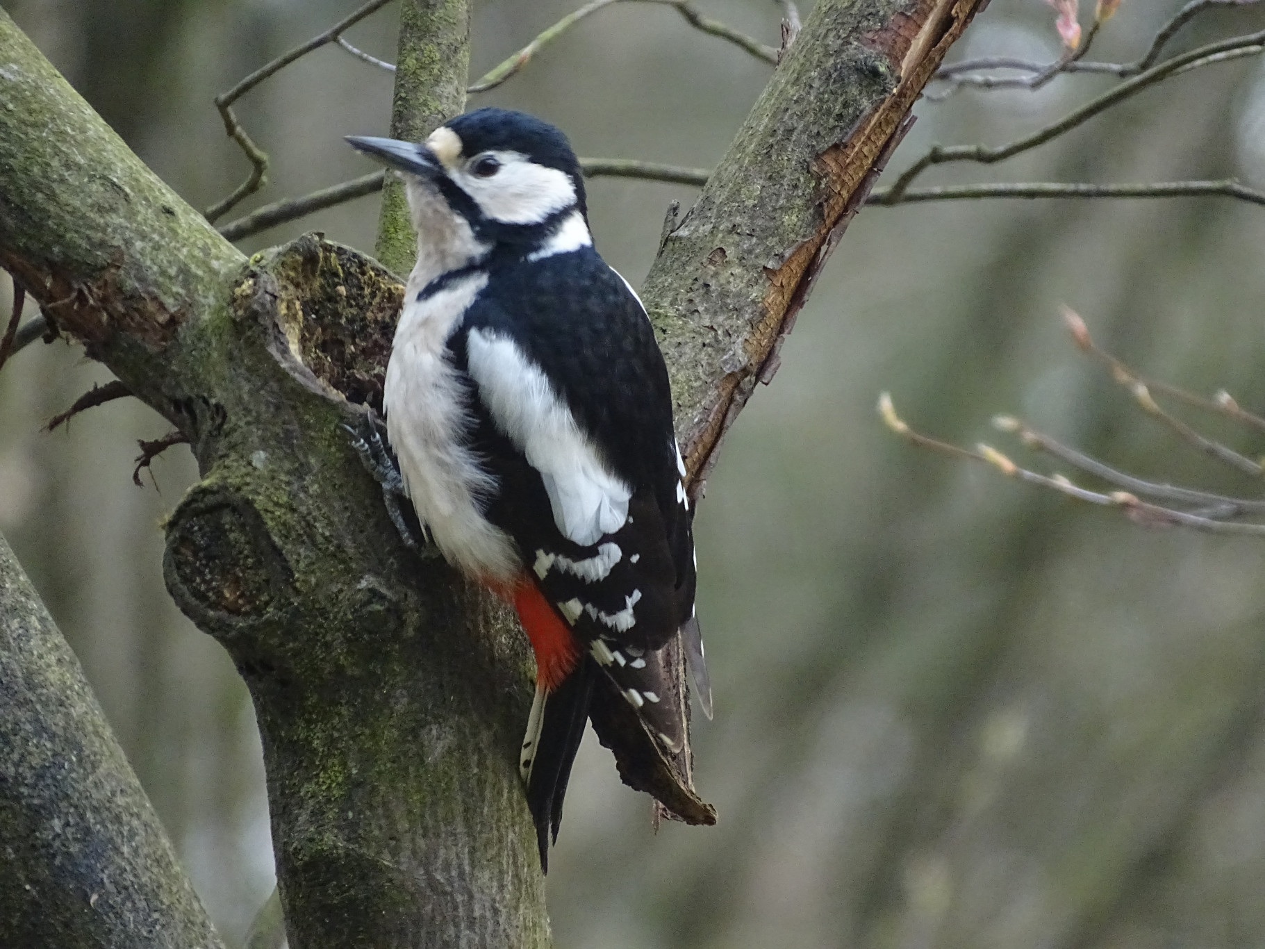 Vroege vogels op Koningsdag