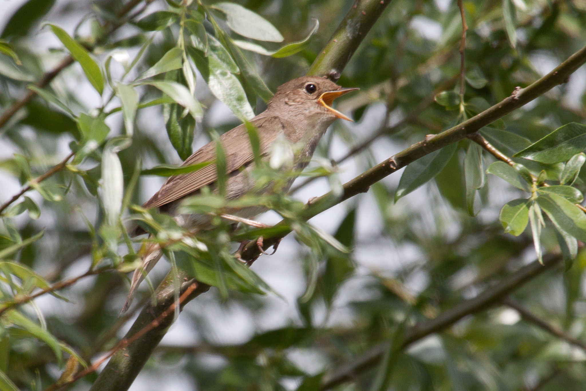 Hoempende roerdompen en fabelachtige nachtegalengezang