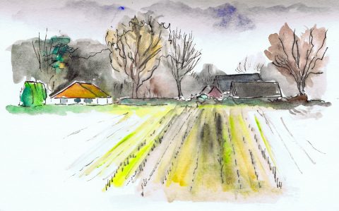 Cursus Natuur Schetsen
