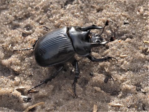 Zwarte mestkever kruipt over zanderige grond.