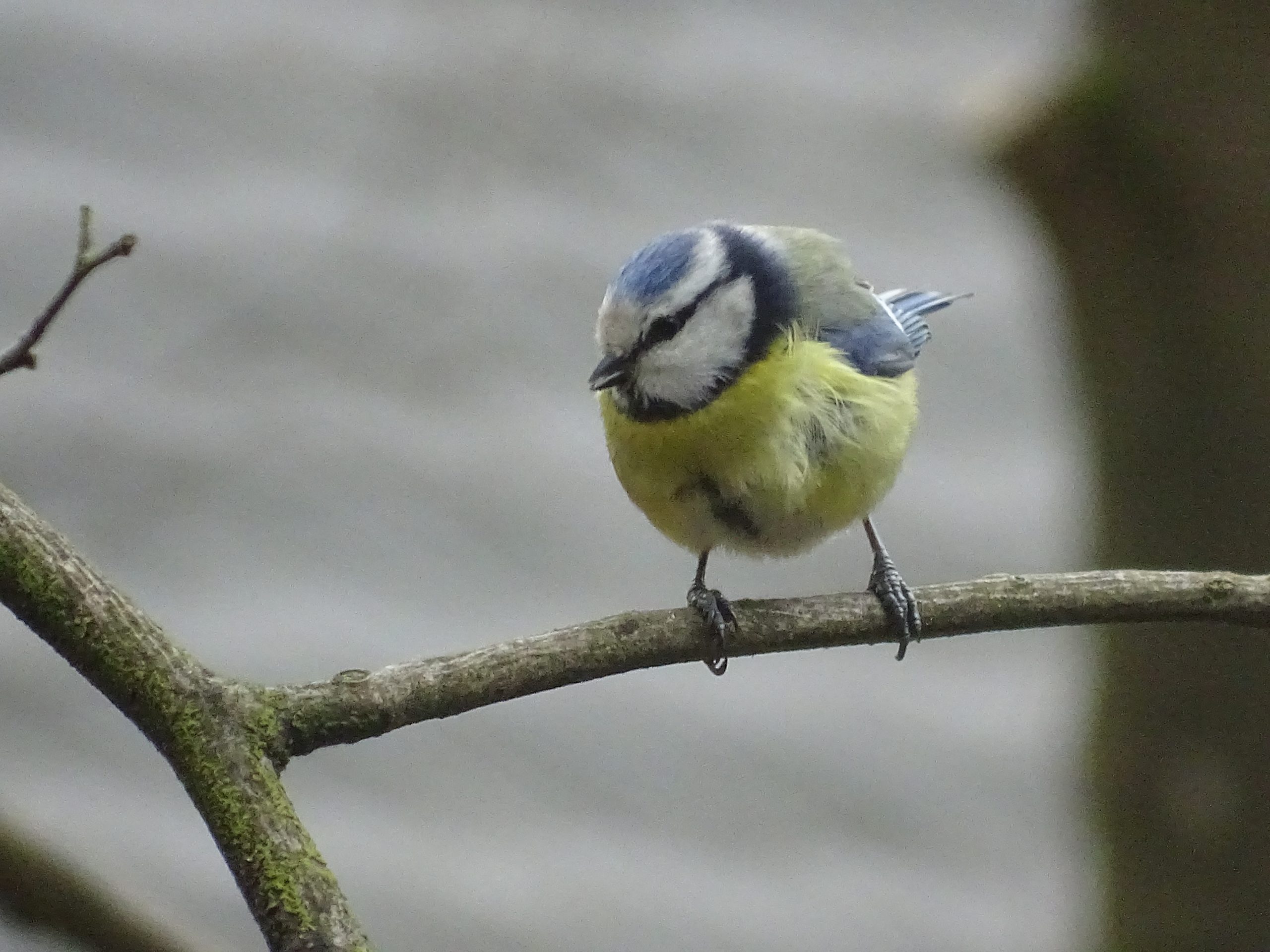 Close-up van een pimpelmees op een tak met een rustige achtergrond.