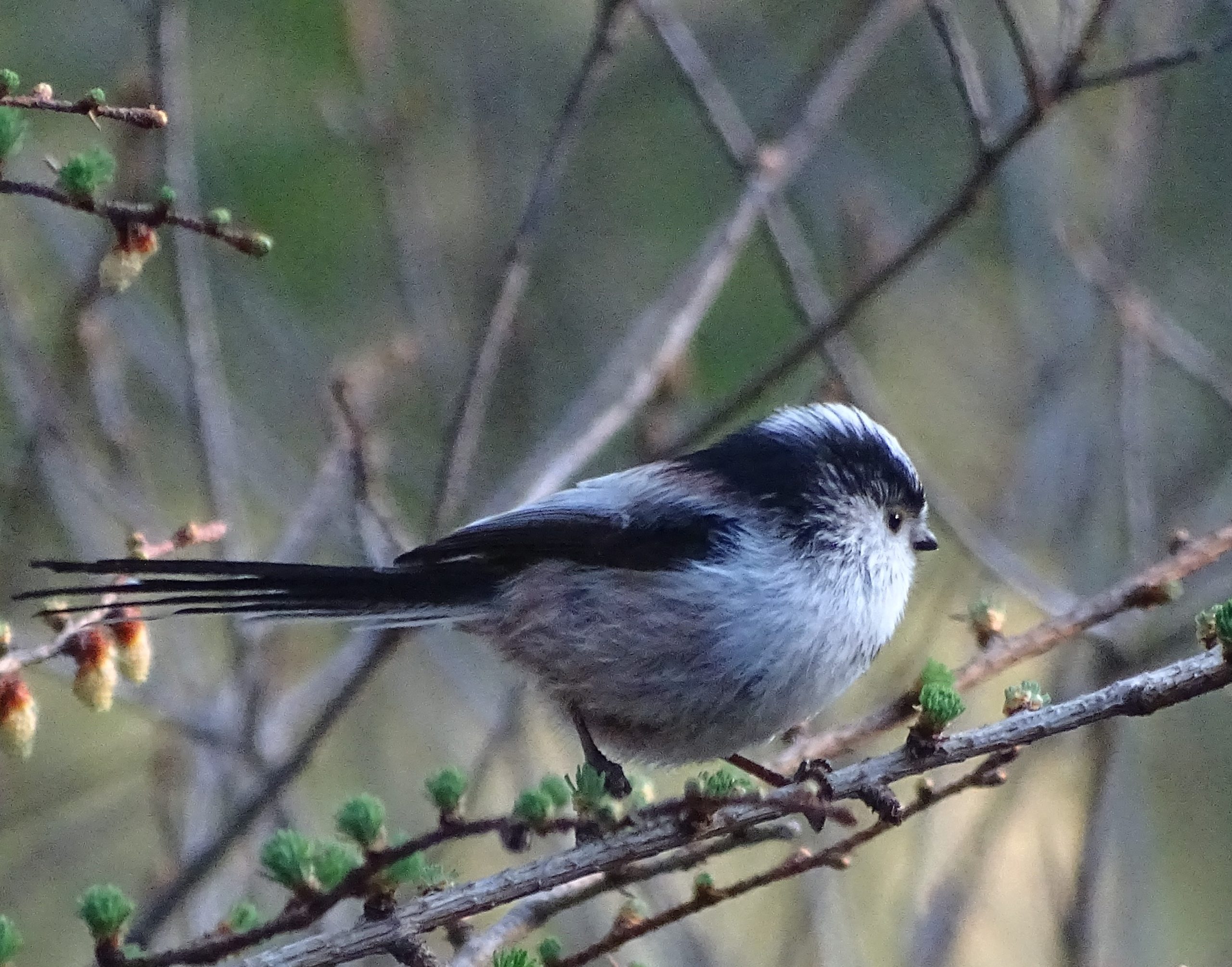 Staartmees zit op een tak, omringd door knoppen in een natuurlijke omgeving.