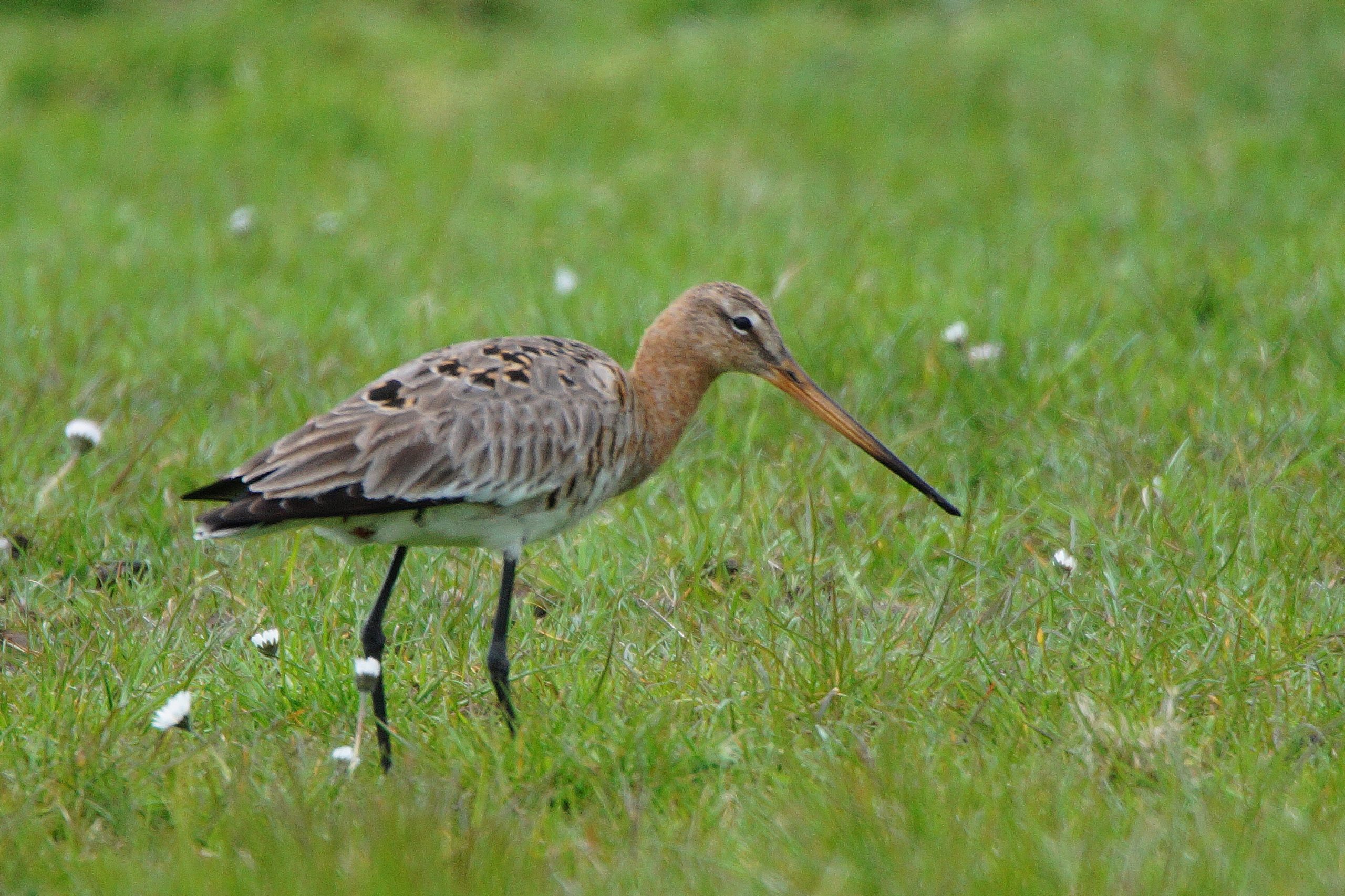 Een grutto loopt op gras met witte bloemen.