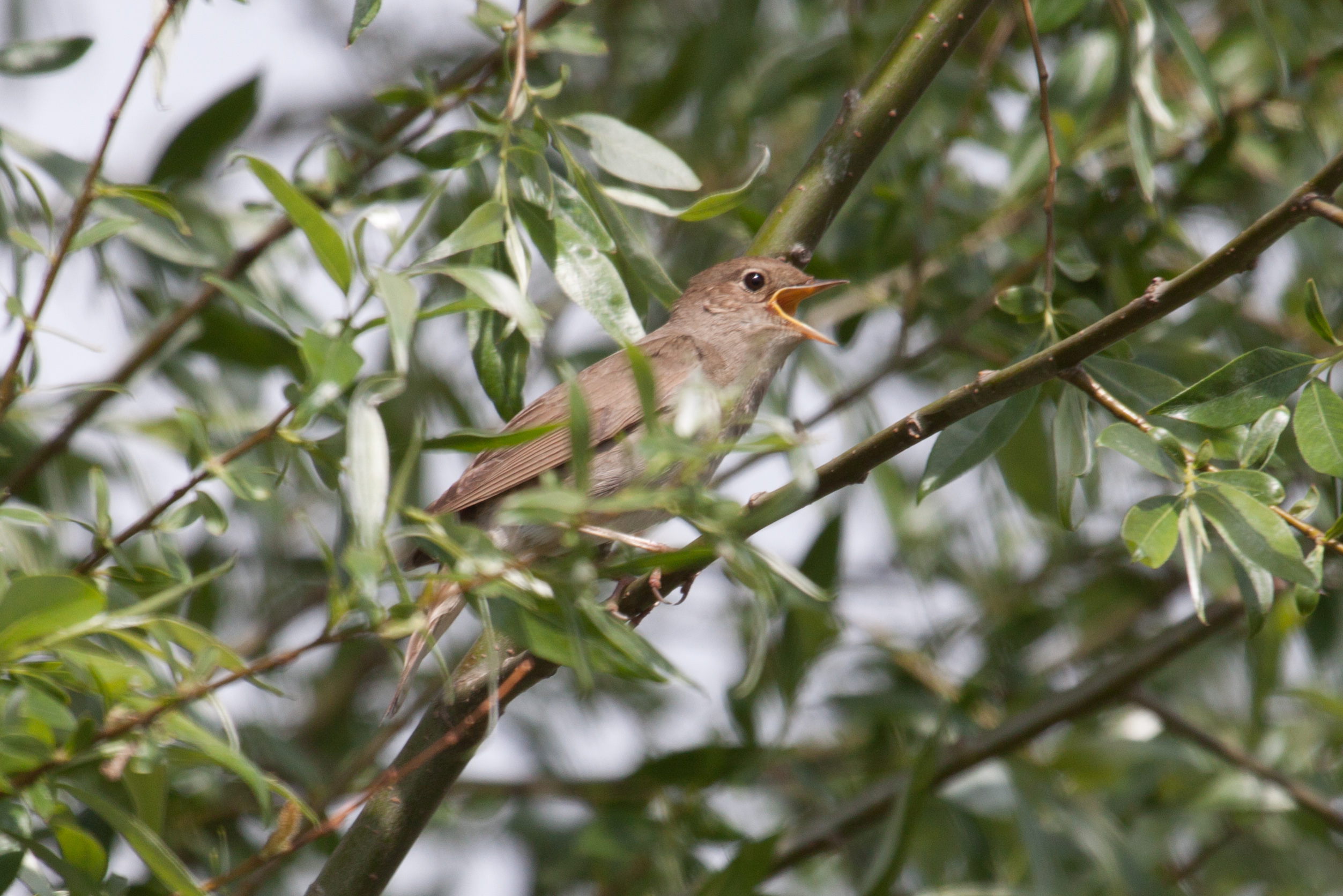 Een zingende nachtegaal zit tussen groene bladeren op een boomtak.