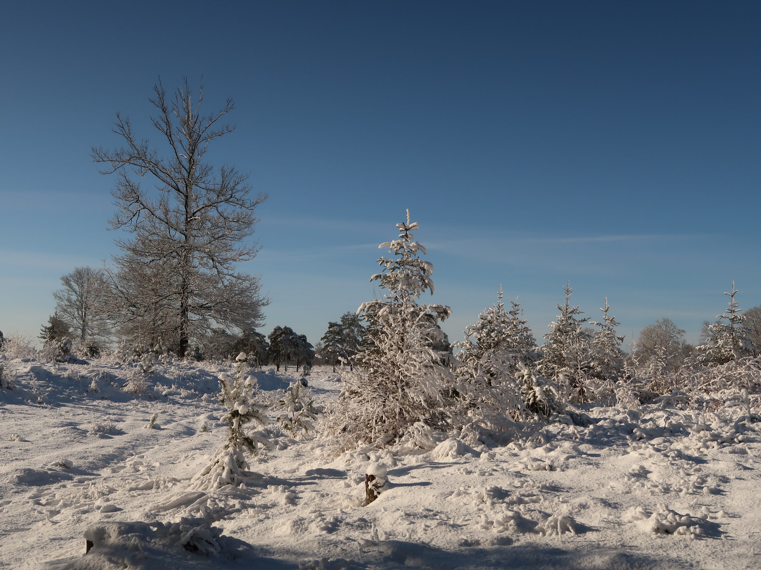 Besneeuwd landschap met bomen onder een heldere, blauwe hemel.