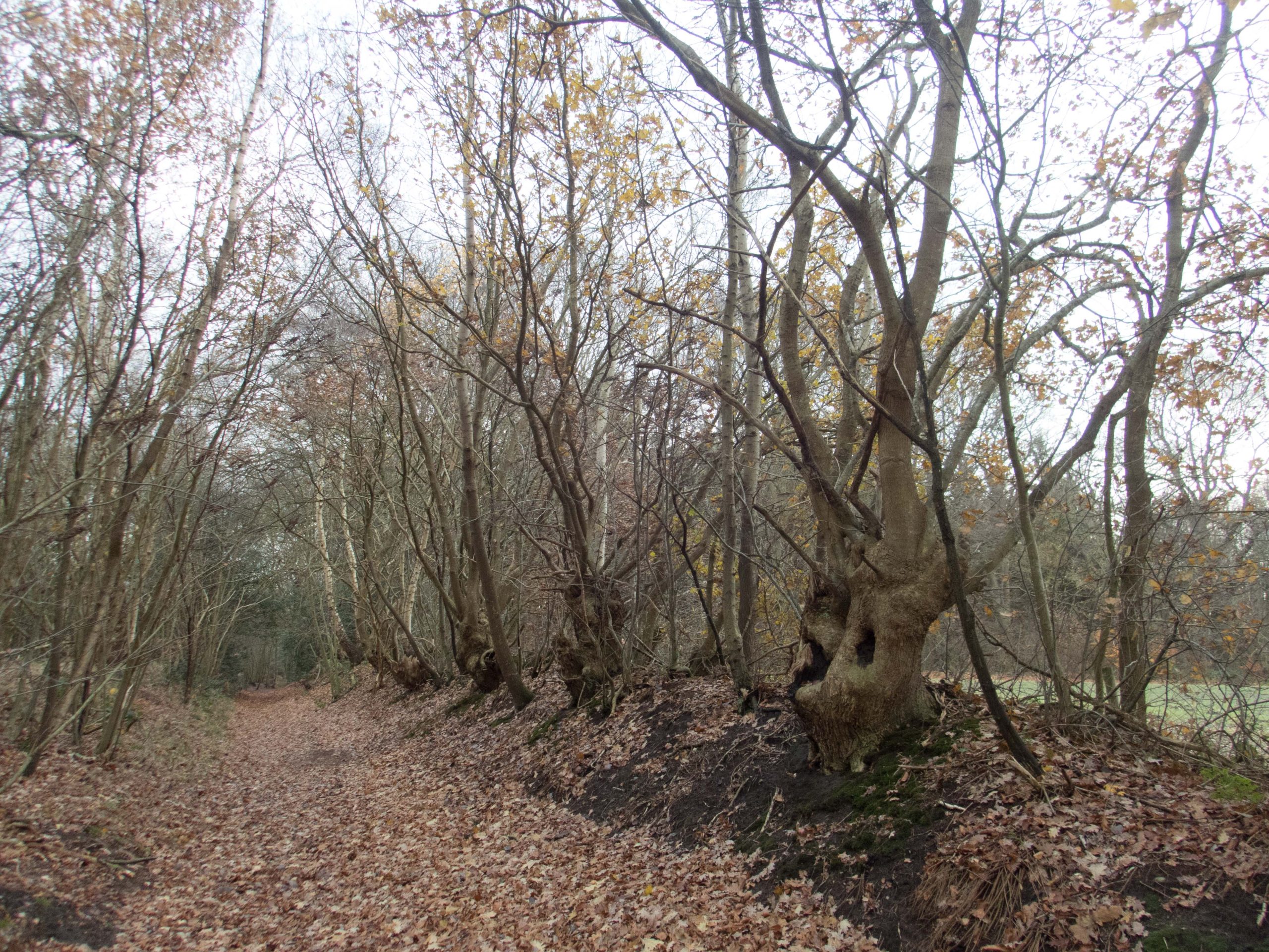 Bosweg met kale bomen en herfstbladeren op de grond, onder een bewolkte hemel.