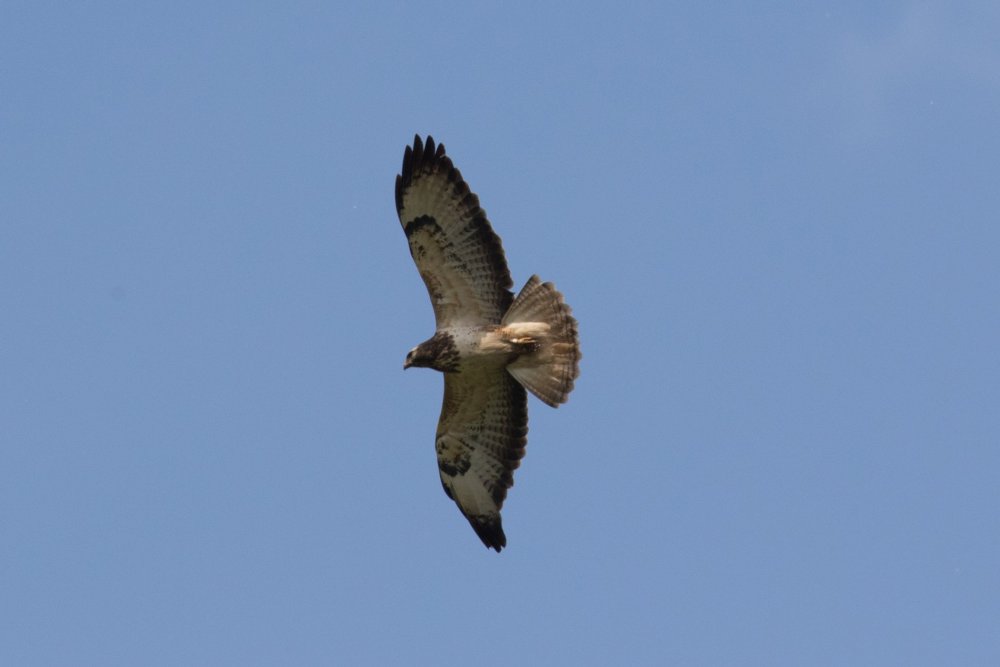 Een buizerd zweeft met gespreide vleugels tegen een heldere blauwe lucht.