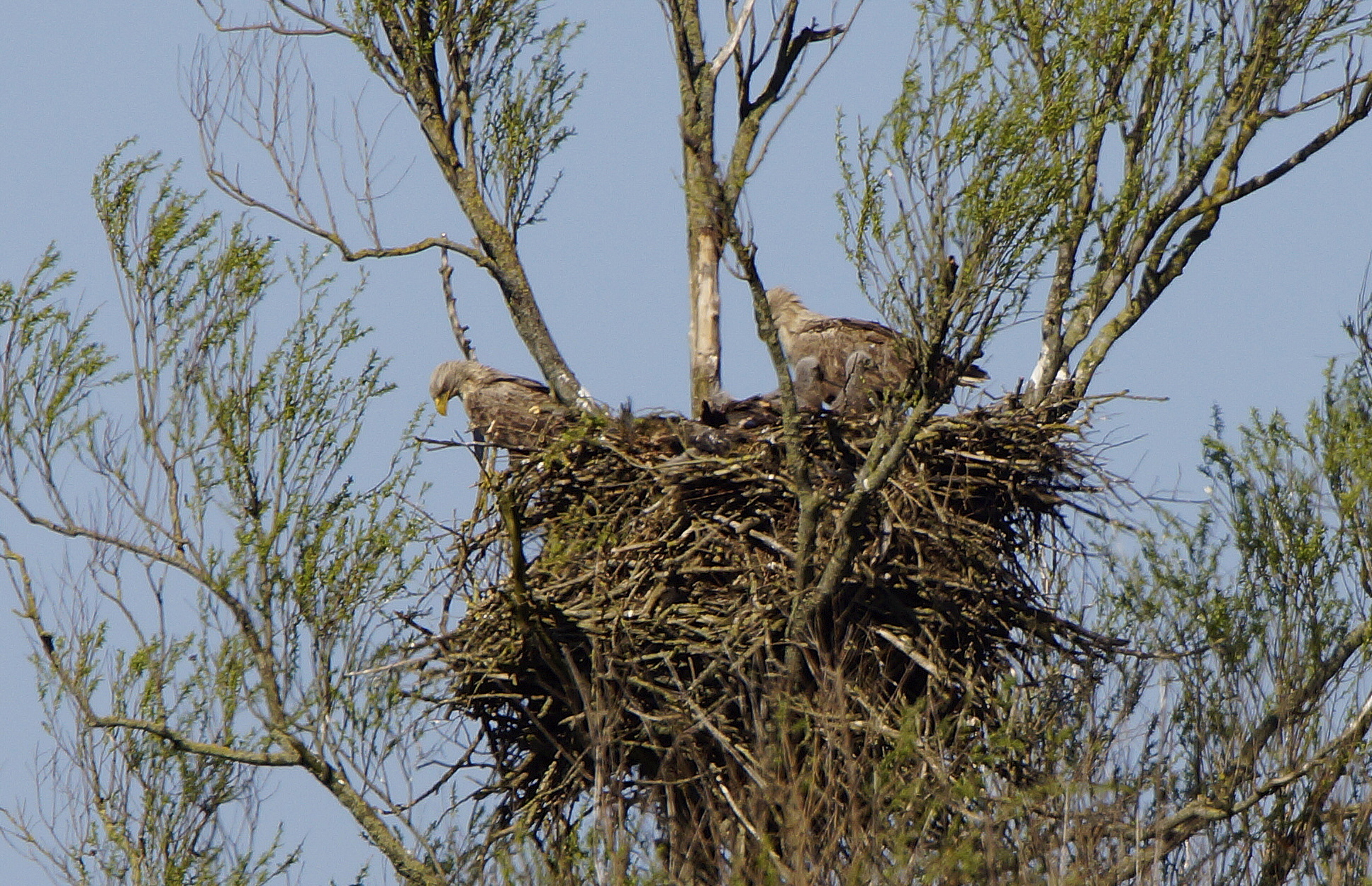Twee zeearenden op een groot nest hoog in een boomtop, omringd door takken en bladeren.
