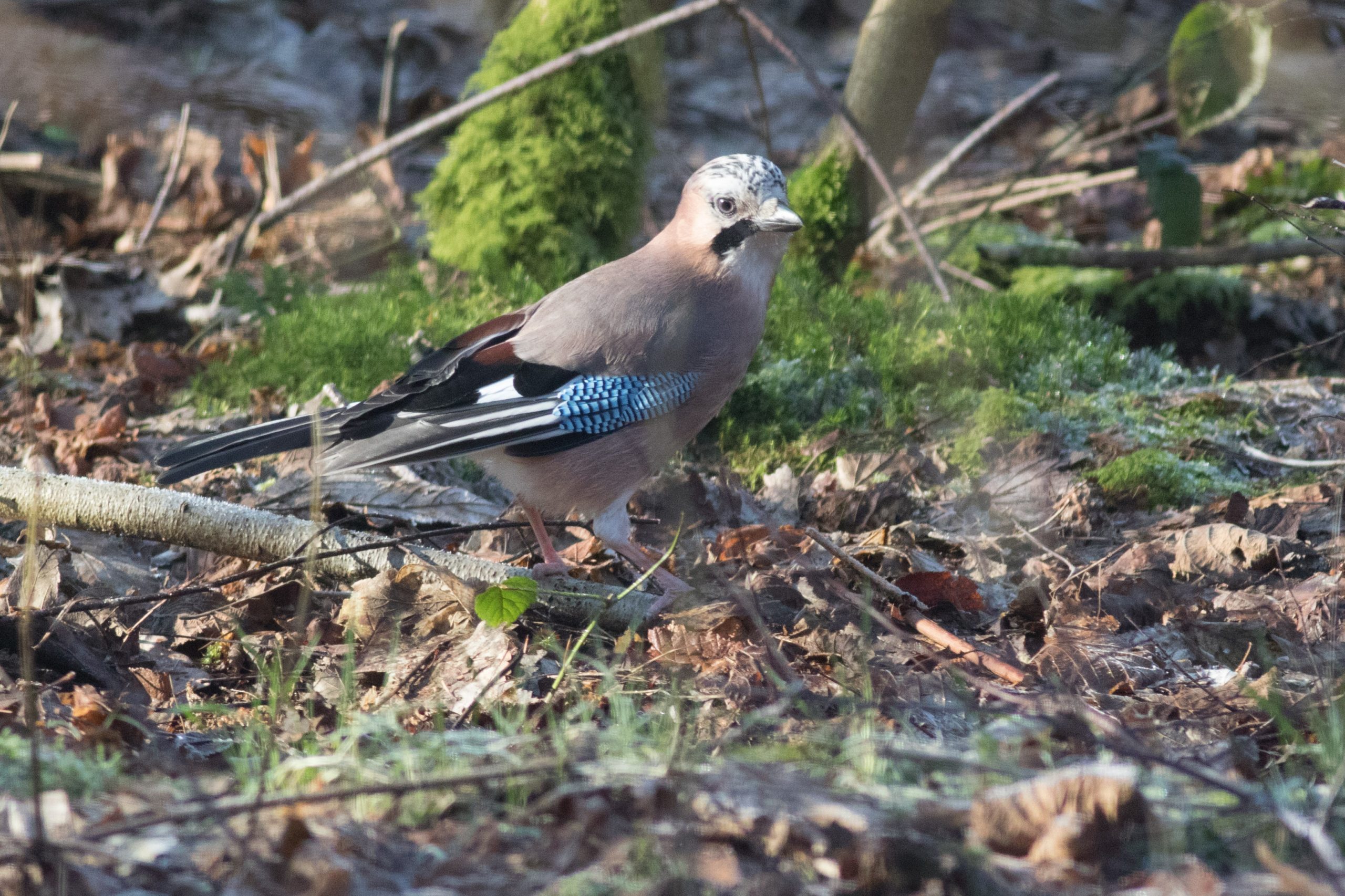 Vlaamse gaai tussen bladeren en mos op bosgrond.