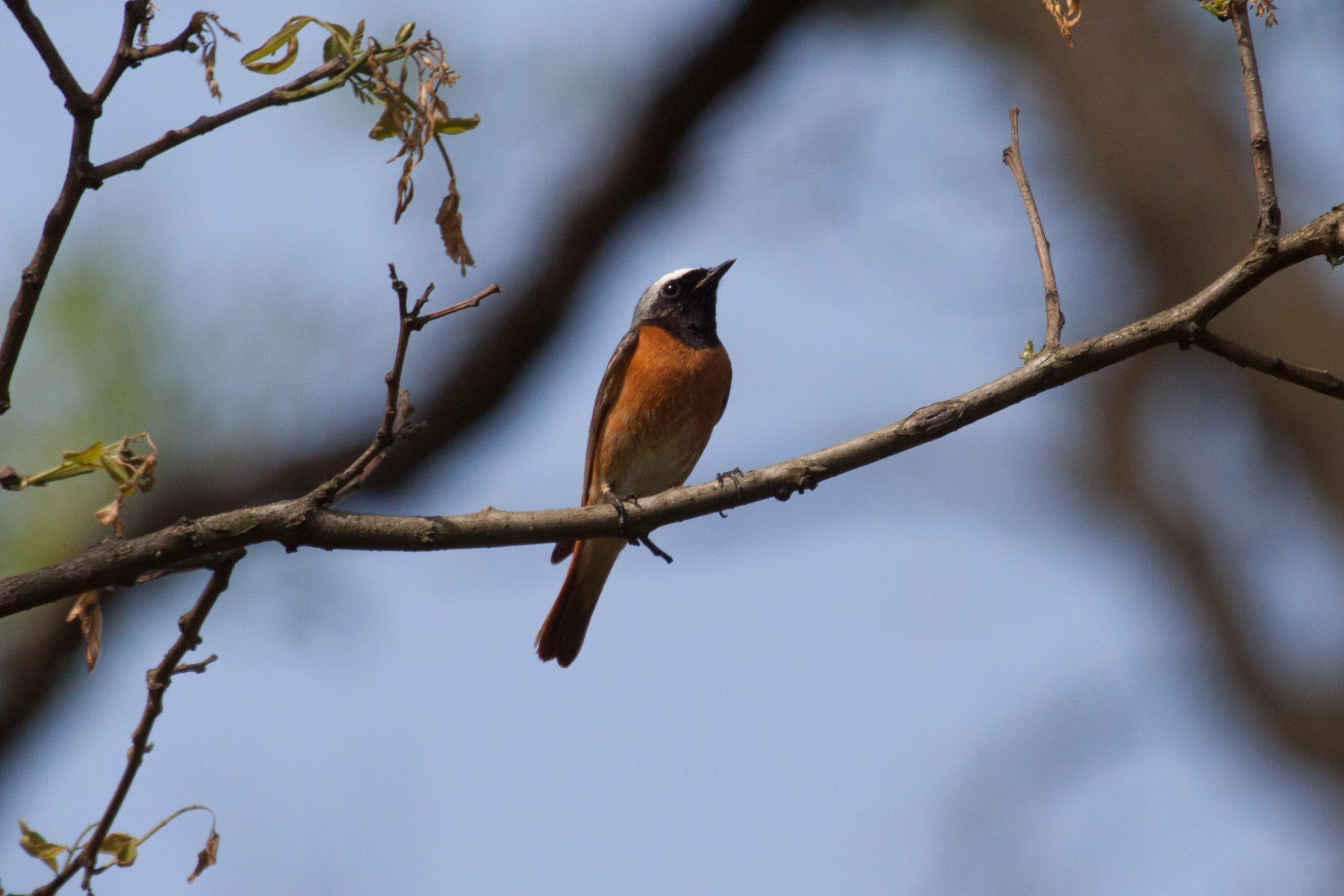 Vogel met oranje borst op kale tak tegen een blauwe lucht.