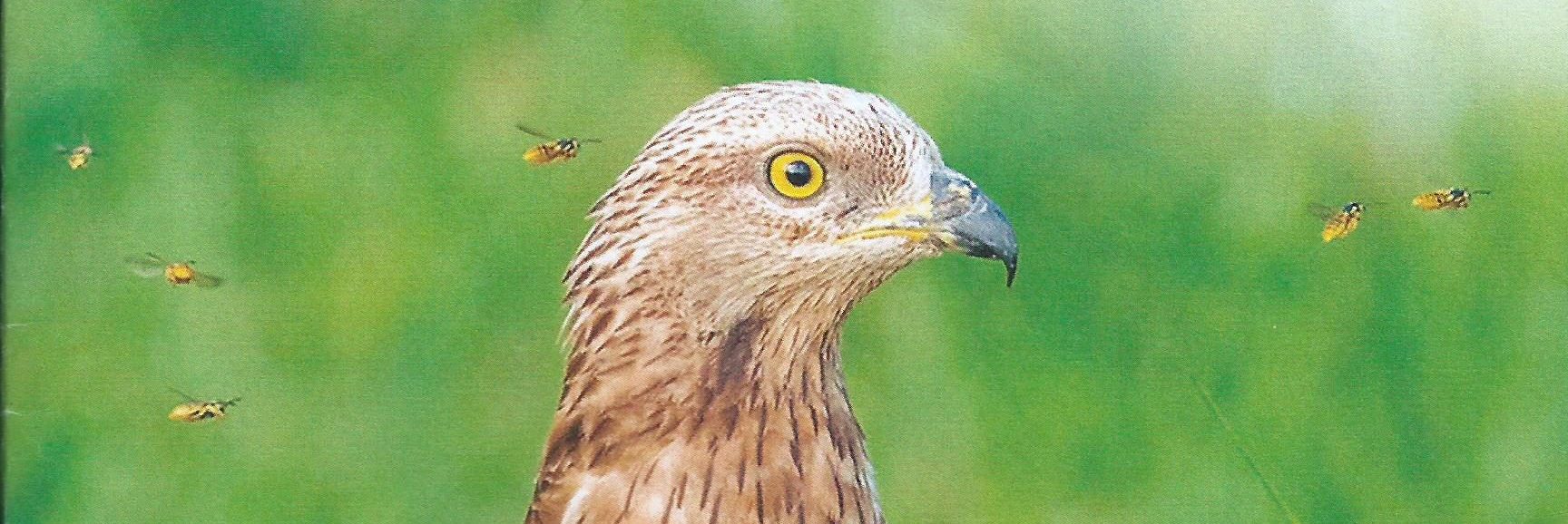 Close-up van een vogel met gele ogen, omringd door vliegende wespen op een groene achtergrond.