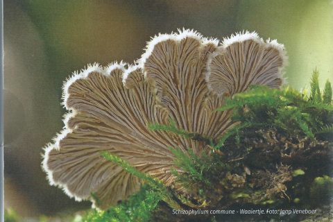 Bruinachtige waaierzwammen groeien op mos bedekt hout, belicht door zonlicht.