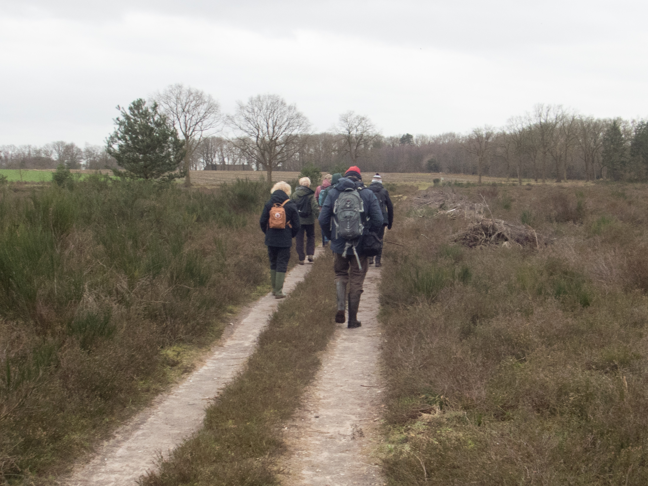 Een groep mensen wandelt over een pad in een bosrijk en heideachtig landschap.