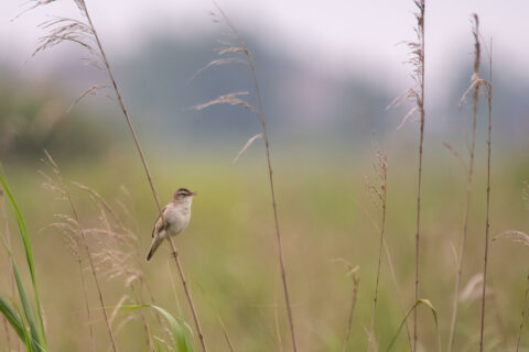 Kleine vogel zittend op een rietstengel in een groene, mistige omgeving.