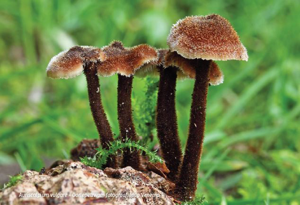 Bruine oorlepelzwammen groeien op houtige ondergrond, omgeven door groen gras.