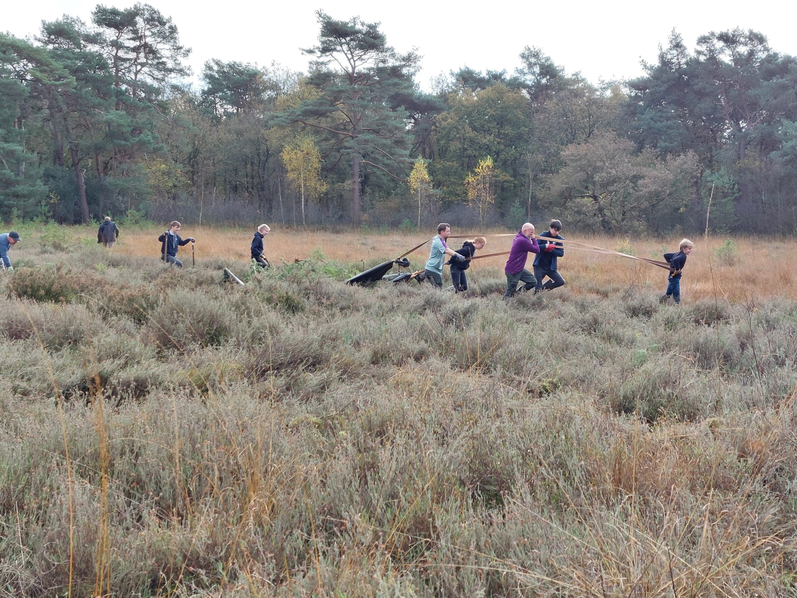Mensen trekken samen boomstammen door een grasachtig veld omgeven door bomen in een bosachtig gebied.