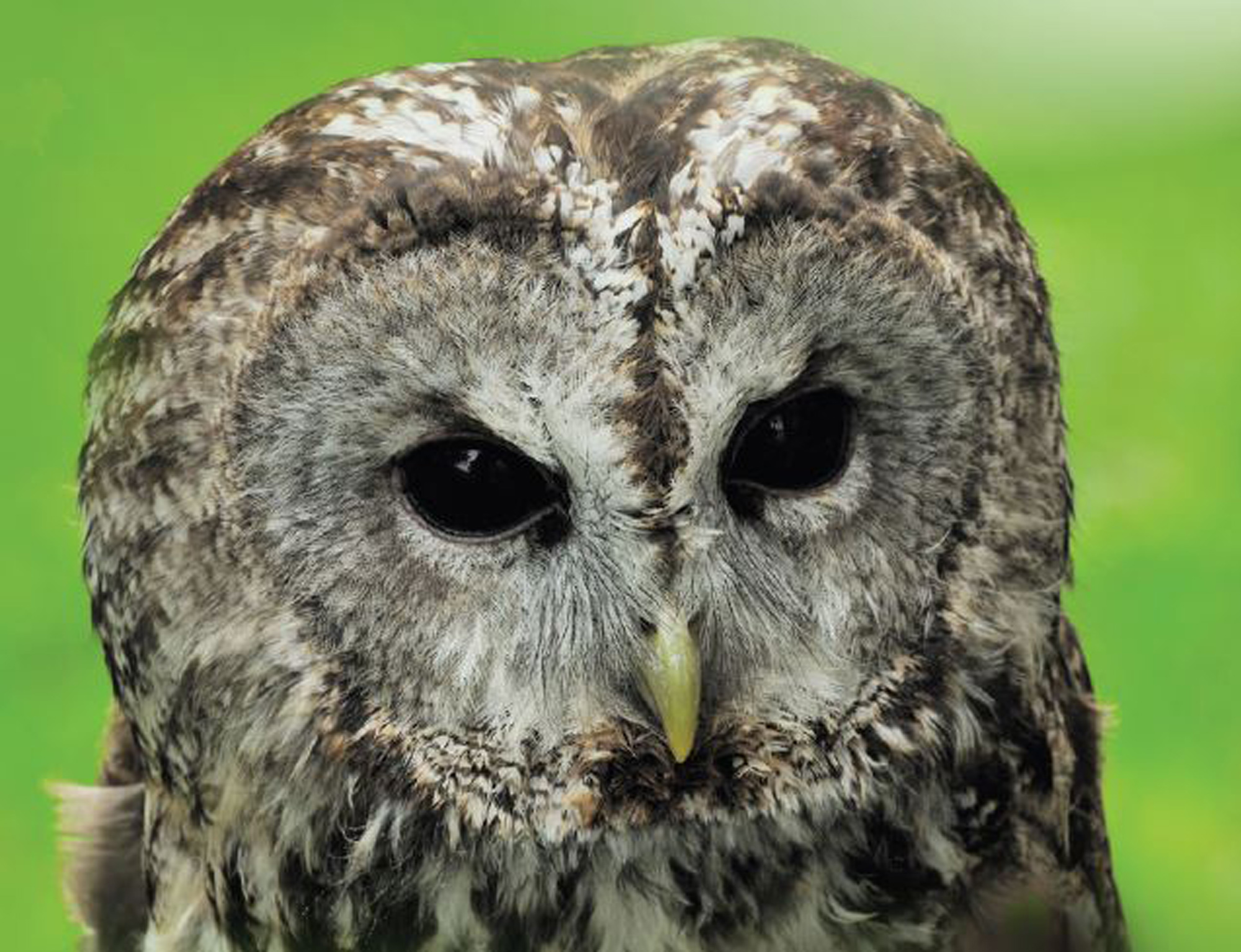 Tawny uil met donkere ogen en geelachtige snavel tegen een groene achtergrond.