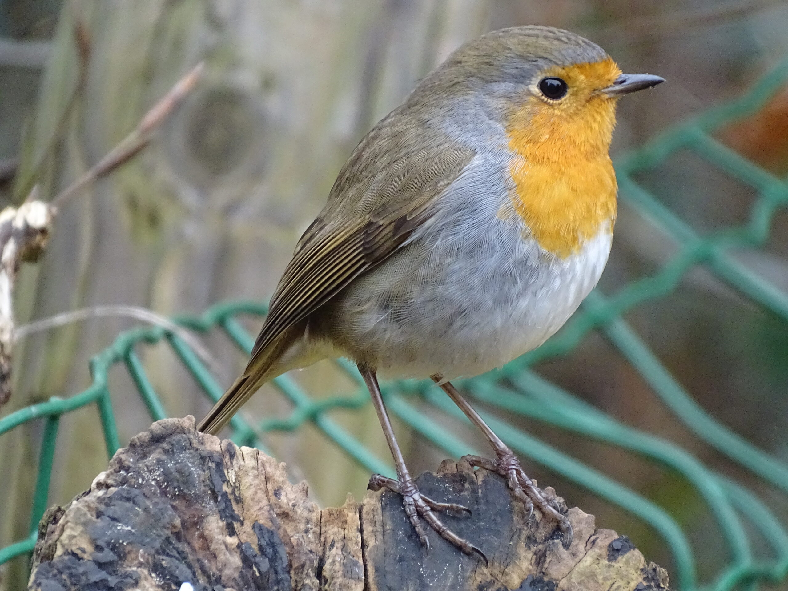 Een roodborstje zit op een tak met een wazige, natuurlijke achtergrond.