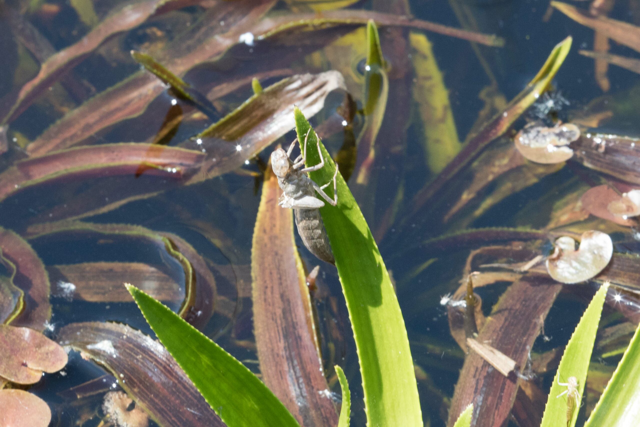 Libelle-nimf vervelt op een groene waterplant met bruin blad eromheen in een vijver.