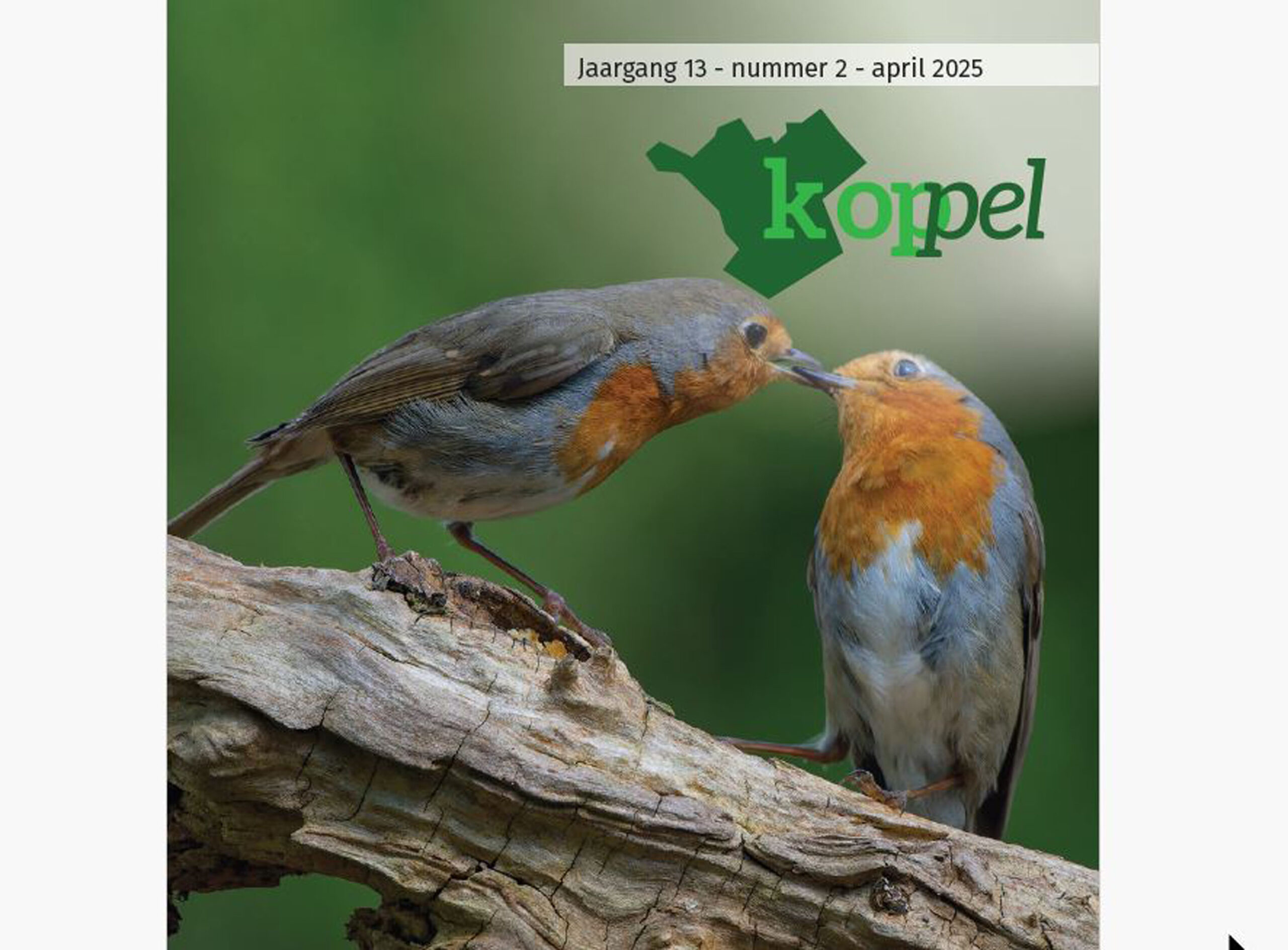 Twee roodborstjes verenigd op een tak tegen een groene achtergrond, met het woord "kopel" in beeld.