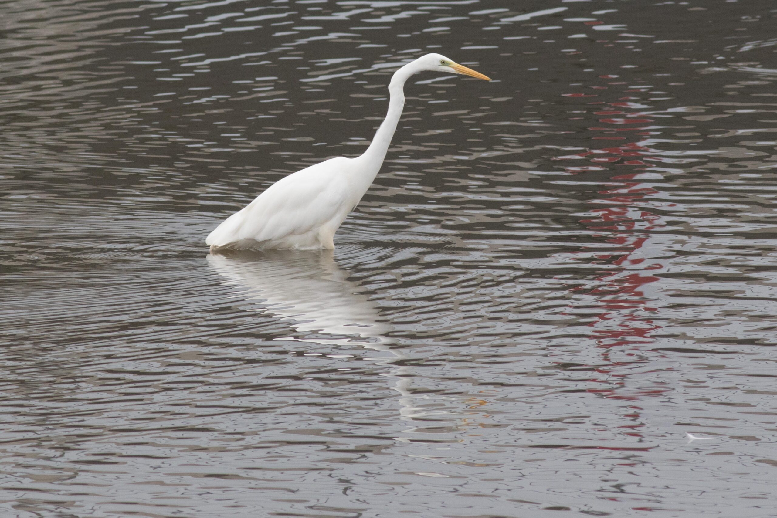 Witte reiger in ondiep water met reflecties, gericht naar rechts.